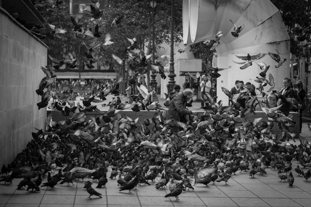 pigeons-parisiens.jpg